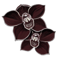 black orchid